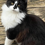 Tess is registered to the contest to win money with this photo: cat, black_and_white, fluffy, animal, pet, wooden_floor, outdoor, leaf, curious, sitting, tail, feline, whiskers, portrait, nature, closeup, domestic_animal, cute, fur, eyes