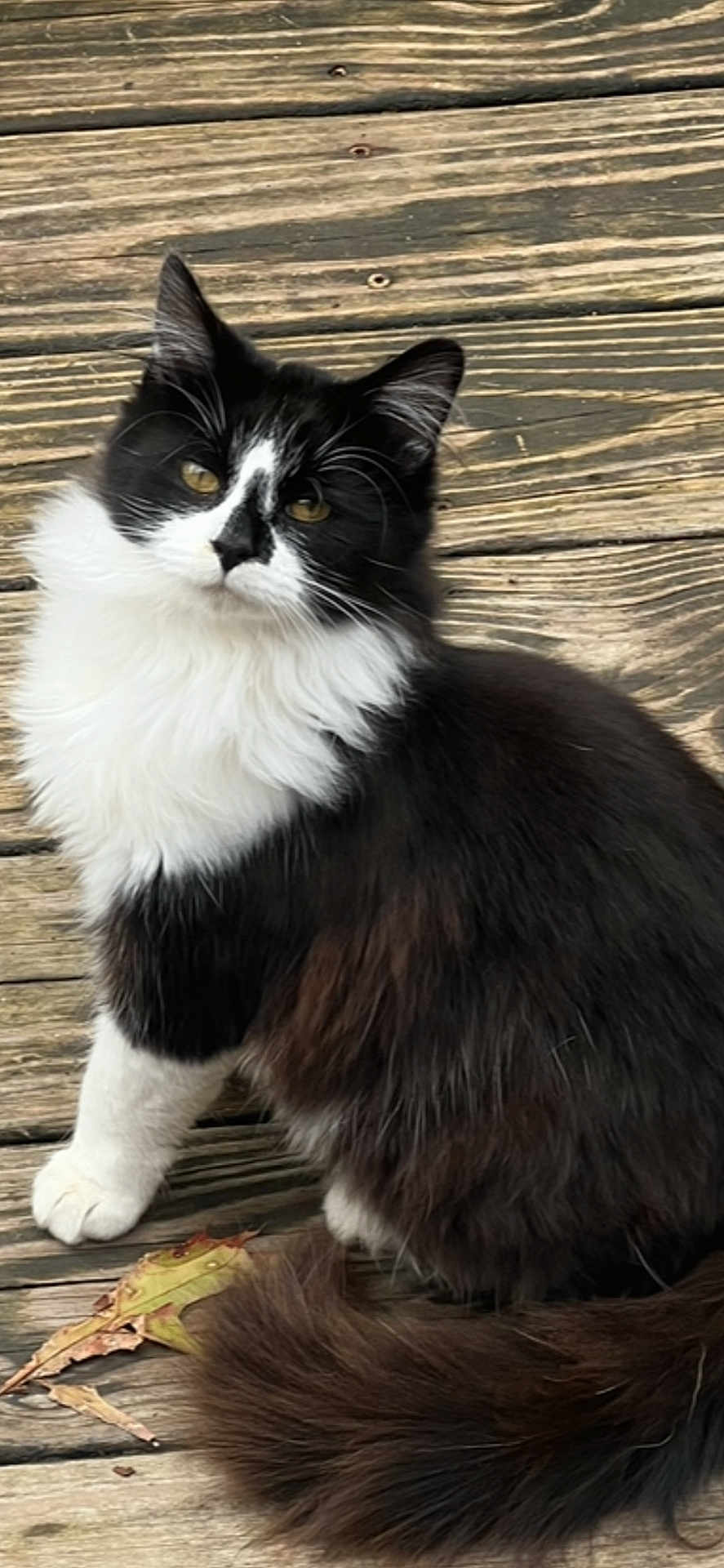 Tess is registered to the contest to win money with this photo: cat, black_and_white, fluffy, animal, pet, wooden_floor, outdoor, leaf, curious, sitting, tail, feline, whiskers, portrait, nature, closeup, domestic_animal, cute, fur, eyes