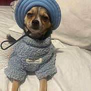 Duke is registered to the contest to win money with this photo: dog, small_dog, clothing, hat, blue_outfit, bed, bedding, pillow, pet, cute, animal, indoor, portrait, looking_at_camera, sitting, furry, expression, cozy, sleepy, label