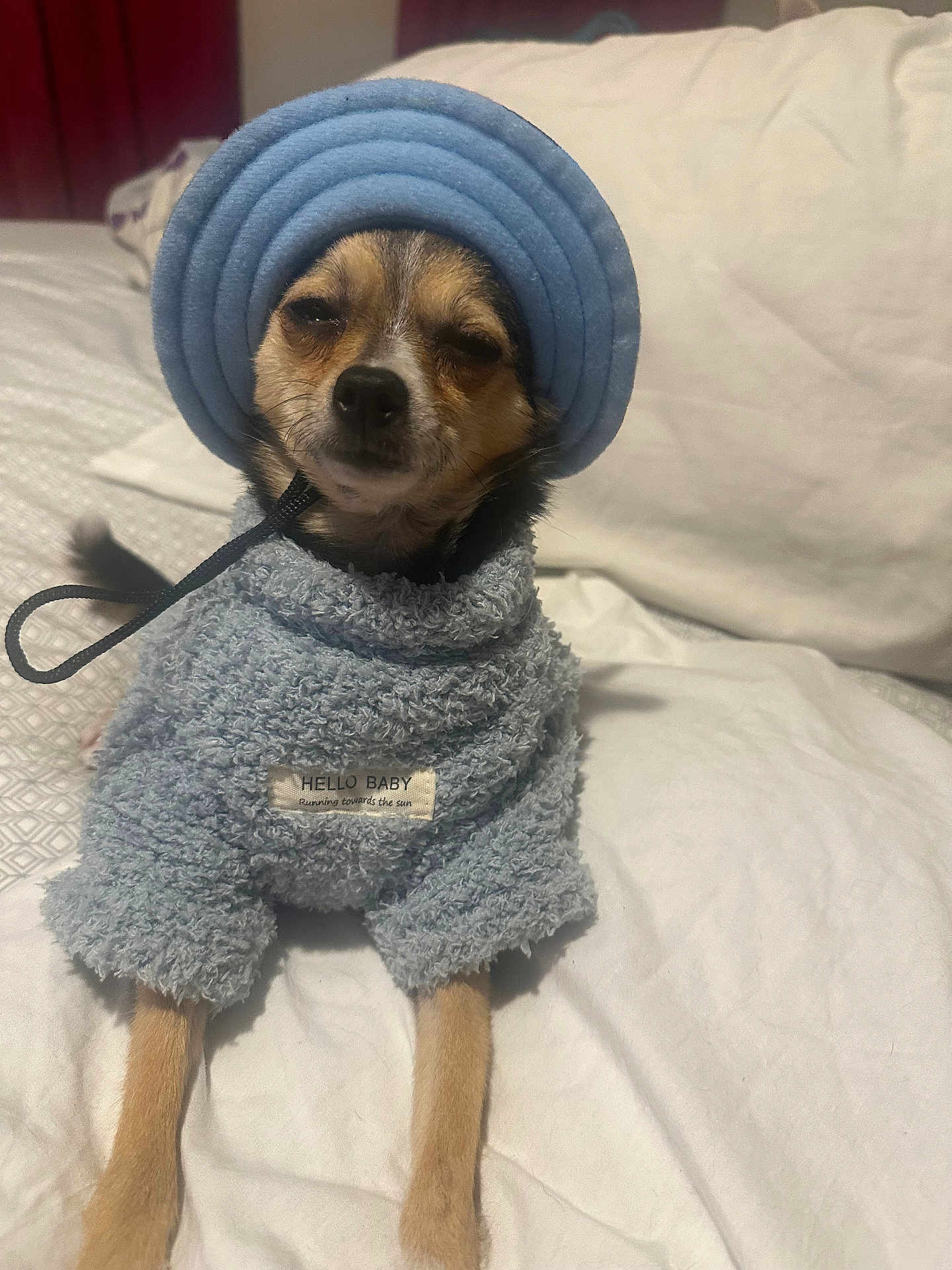 Duke is registered to the contest to win money with this photo: dog, small_dog, clothing, hat, blue_outfit, bed, bedding, pillow, pet, cute, animal, indoor, portrait, looking_at_camera, sitting, furry, expression, cozy, sleepy, label
