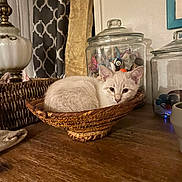 Lady is registered to the contest to win money with this photo: kitten, cat, basket, wooden_table, glass_jars, marbles, lamp, curtains, indoor, cozy, pet, furniture, decor, animal, resting, cream_color, vintage, closeup, still_life, domestic