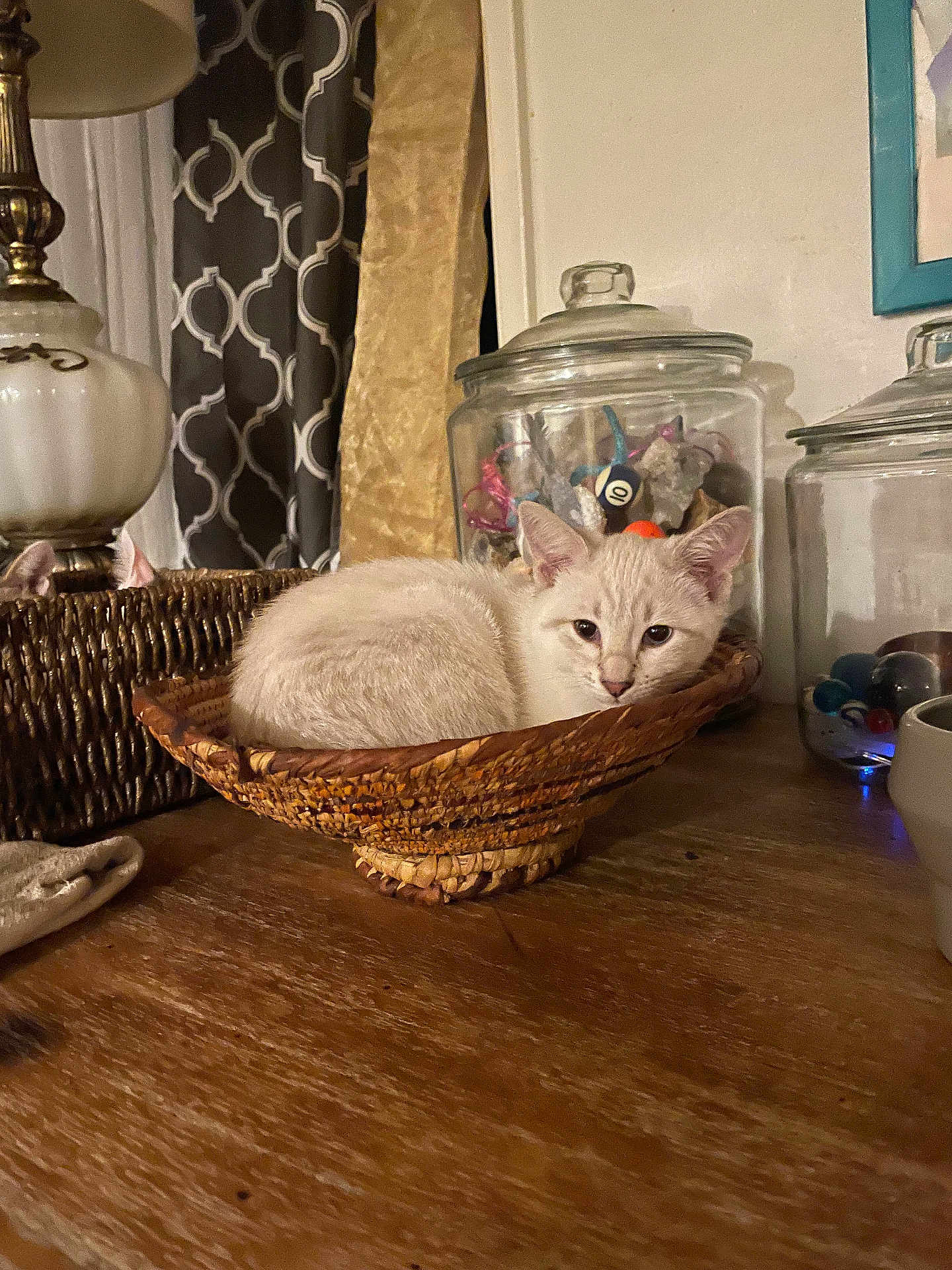 Lady is registered to the contest to win money with this photo: kitten, cat, basket, wooden_table, glass_jars, marbles, lamp, curtains, indoor, cozy, pet, furniture, decor, animal, resting, cream_color, vintage, closeup, still_life, domestic