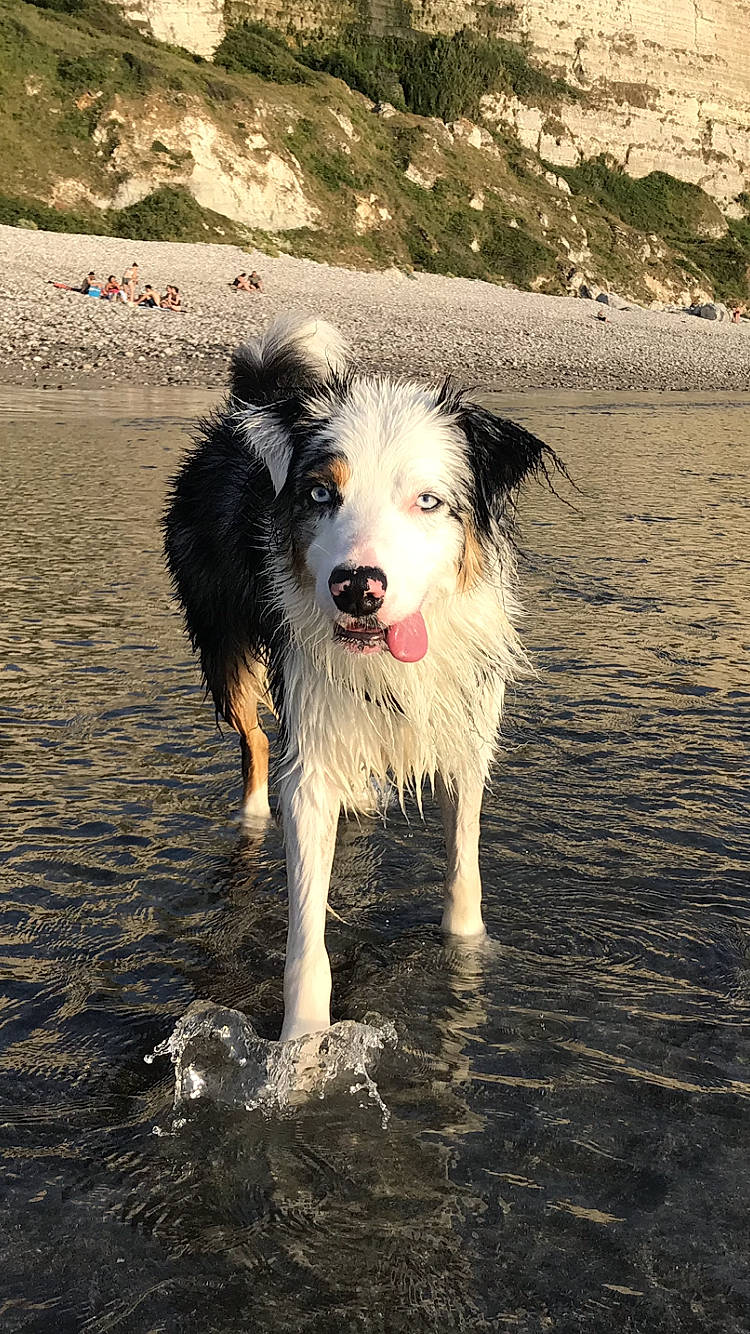 Naya a rejoint le concours — aidez-le/la à gagner de superbes lots ! beach, canidae, carnivore, companion_dog, dog, dog_breed, herding_dog, mammal, sand, snout, sporting_group, vertebrate, working_animal, working_dog