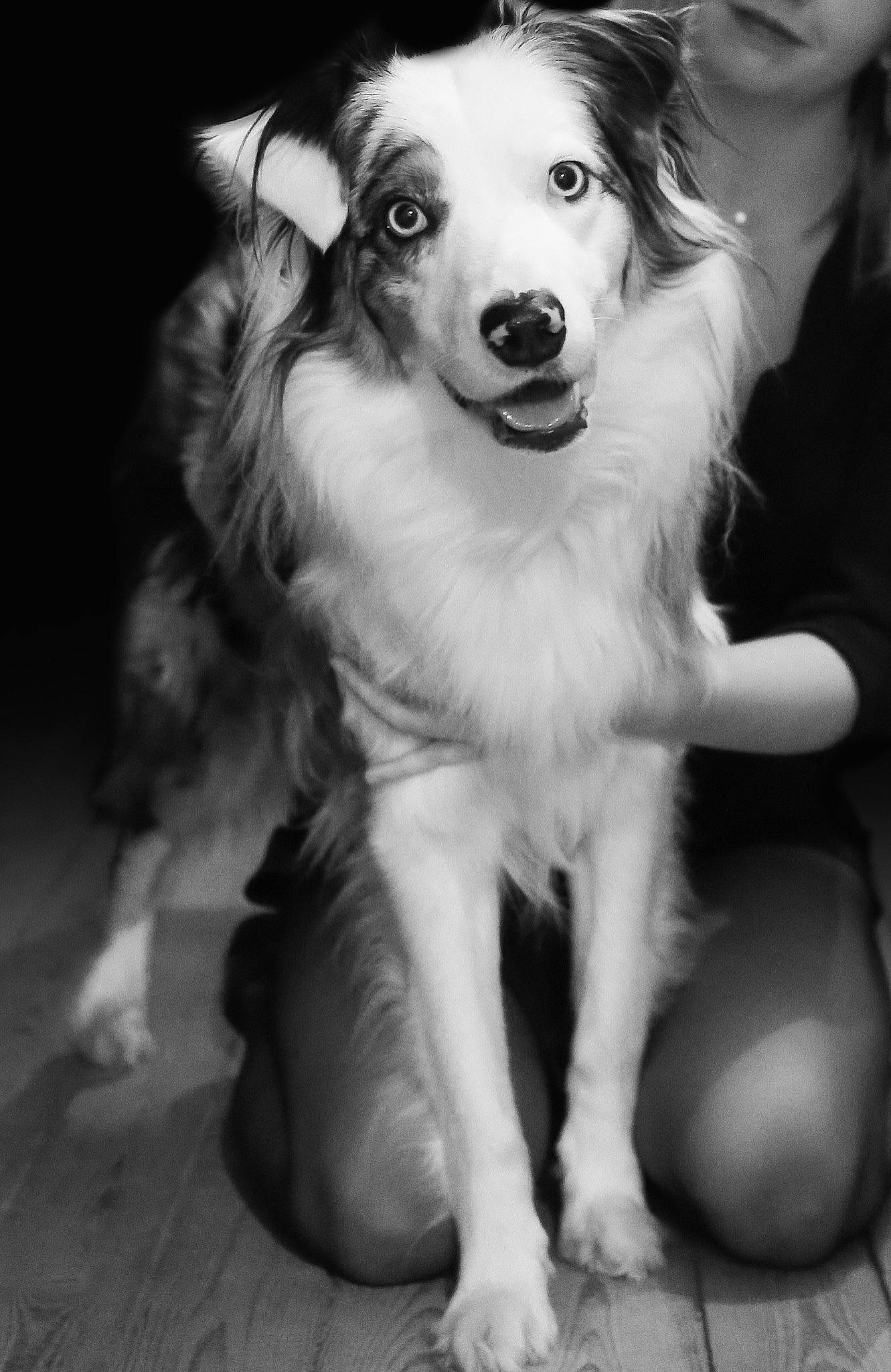 Naya participe au concours pour gagner de l'argent avec cette photo : ancient_dog_breeds, canidae, carnivore, companion_dog, dog, dog_breed, foot, fur, herding_dog, longhaired_whippet, rough_collie, snout, sporting_group, toe, whiskers, working_animal