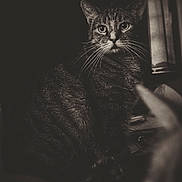 Ravenna joined the competition — help win amazing prizes! animal, black_and_white, cat, closeup, cute, dark_background, domestic_animal, eyes, feline, fur, indoor, intense_gaze, mammal, moody, noir_style, pet, portrait, sitting, tabby, whiskers