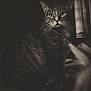 animal, black_and_white, cat, closeup, cute, dark_background, domestic_animal, eyes, feline, fur, indoor, intense_gaze, mammal, moody, noir_style, pet, portrait, sitting, tabby, whiskers
