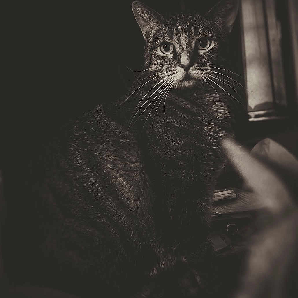 Ravenna joined the competition — help win amazing prizes! animal, black_and_white, cat, closeup, cute, dark_background, domestic_animal, eyes, feline, fur, indoor, intense_gaze, mammal, moody, noir_style, pet, portrait, sitting, tabby, whiskers