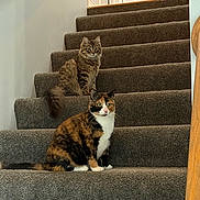 Elio joined the competition — help win amazing prizes! animal, calico_cat, carpet, cat, cats, curious, domestic, ears, feline, fur, home, house, indoor, pet, pets, sitting, stairs, tabby_cat, tail, whiskers