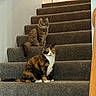 animal, calico_cat, carpet, cat, cats, curious, domestic, ears, feline, fur, home, house, indoor, pet, pets, sitting, stairs, tabby_cat, tail, whiskers