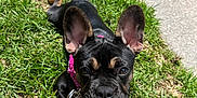 Isabella is registered to the contest to win money with this photo: dog, puppy, grass, leash, collar, outdoor, pet, black_and_tan, ear, canine, cute, animal, young, sitting, sunlight, nature, sidewalk, playful, domestic, friendly