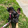 dog, puppy, grass, leash, collar, outdoor, pet, black_and_tan, ear, canine, cute, animal, young, sitting, sunlight, nature, sidewalk, playful, domestic, friendly