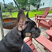 Isabella joined the competition — help win amazing prizes! dog, pet, outdoor, side_profile, ears, patio, chair, lawn, grass, house, daylight, relaxing, animal, canine, person, pavement, nature, backyard, furniture, resting