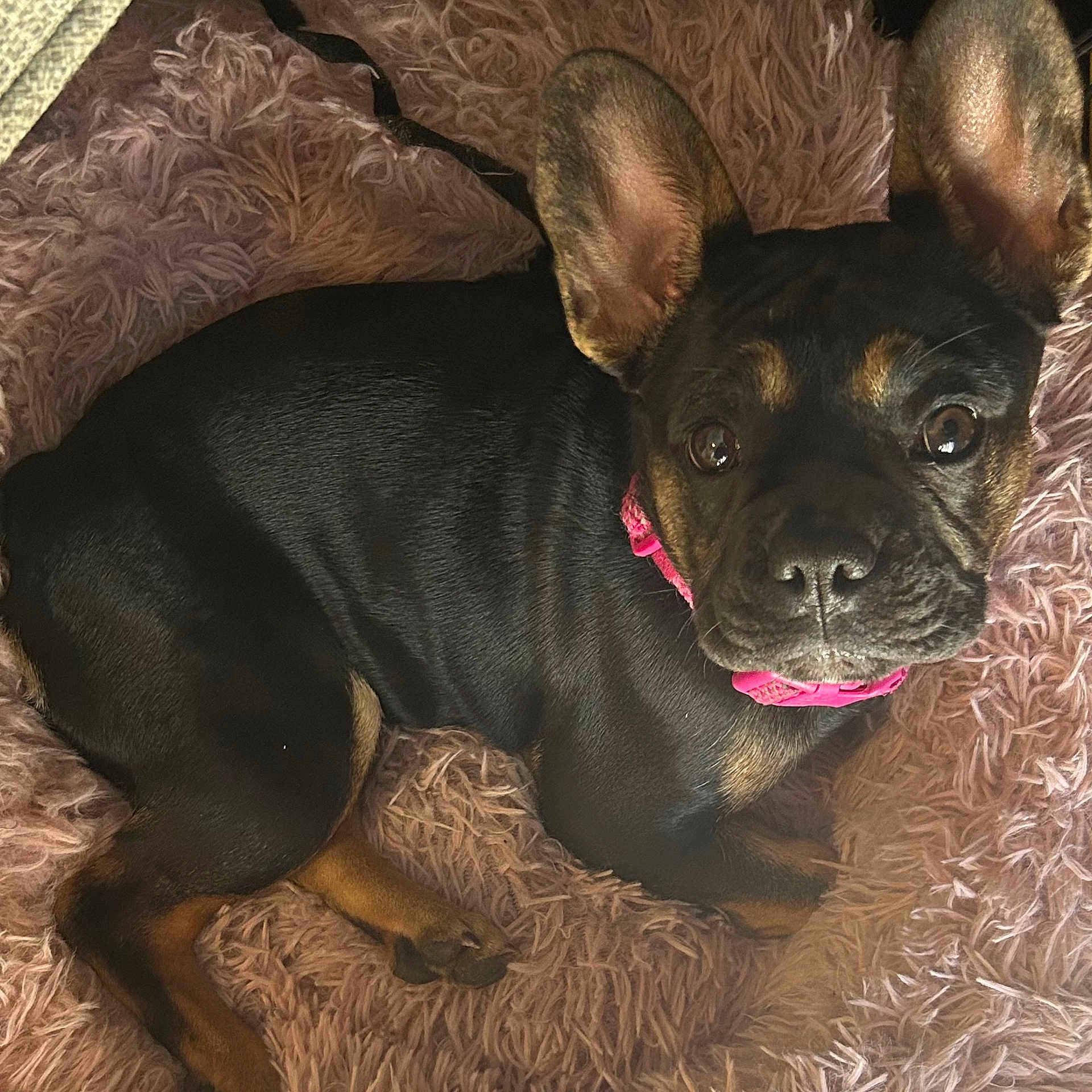 Isabella joined the competition — help win amazing prizes! dog, pet, black_and_brown, pink_collar, fluffy_blanket, indoor, cute, animal, canine, resting, ears, fur, portrait, looking_at_camera, cozy, domestic, mammal, companion, young_dog, lying_down
