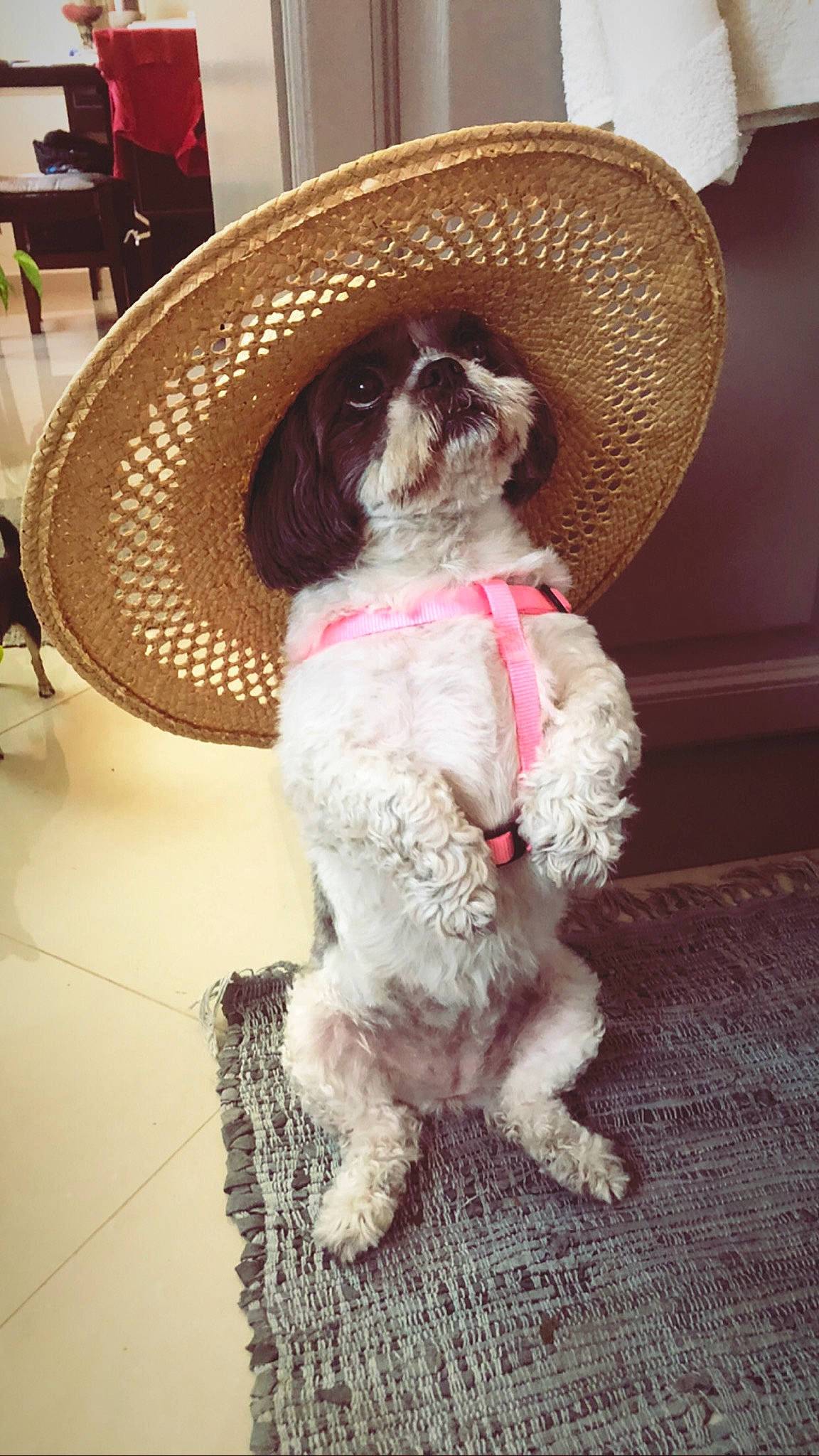 Lady a rejoint le concours — aidez-le/la à gagner de superbes lots ! canidae, carnivore, cavapoo, cockapoo, companion_dog, dog, dog_breed, dog_clothes, fashion_accessory, hat, headgear, petit_basset_griffon_vendeen, puppy, puppy_love, shih_tzu, sombrero, sporting_group, sun_hat, toy_dog, toy_poodle