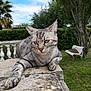 Roxie participe au concours pour gagner de l'argent avec cette photo : cat, tabby, animal, pet, outdoor, garden, stone, ledge, bench, greenery, tree, sky, cloud, relaxing, paw, feline, nature, fur, whiskers, serene