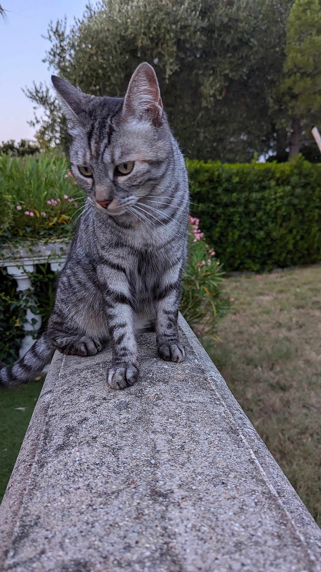 Roxie a rejoint le concours — aidez-le/la à gagner de superbes lots ! cat, tabby_cat, animal, pet, outdoor, garden, stone_ledge, greenery, bushes, flowers, nature, grass, feline, mammal, whiskers, ears, paws, sitting, looking_down, daylight