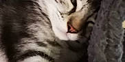 Roxie a rejoint le concours — aidez-le/la à gagner de superbes lots ! cat, kitten, tabby, sleepy, relaxed, feline, pet, fur, whiskers, paw, striped, cute, cozy, blanket, resting, indoors, soft, closeup, animal, young