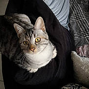 Roxie participe au concours pour gagner de l'argent avec cette photo : cat, tabby_cat, yellow_eyes, cushion, black_cushion, pillow, patterned_pillow, striped_fur, indoor, cozy, pet, feline, looking_up, whiskers, ears, floor_tiles, soft_fabric, relaxed, domestic_animal, cute