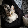 cat, tabby_cat, yellow_eyes, cushion, black_cushion, pillow, patterned_pillow, striped_fur, indoor, cozy, pet, feline, looking_up, whiskers, ears, floor_tiles, soft_fabric, relaxed, domestic_animal, cute