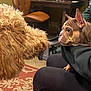 animal, brown_dog, carpet, close_up, cozy, curious, curly_hair, cute, dog, ears, face_off, furniture, holding, indoor, lap, person, pet, puppy, rug, seated