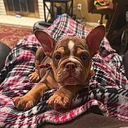 Pepe B. Garcia joined the competition — help win amazing prizes! puppy, dog, french_bulldog, blanket, indoor, living_room, fireplace, cozy, cute, pet, animal, ears, face, fur, paws, resting, carpet, furniture, table, chair