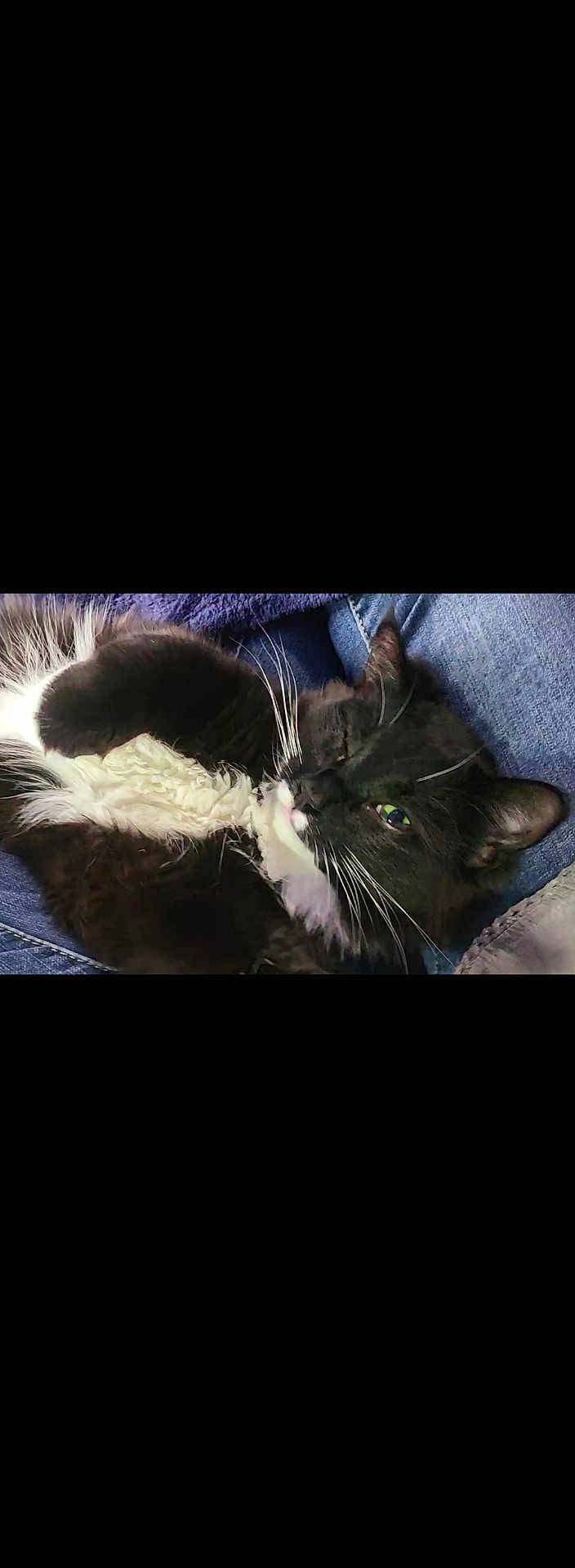 Bonnie joined the competition — help win amazing prizes! cat, tuxedo_cat, black_and_white, whiskers, fur, pet, lap, jeans, relaxed, sleepy, close_up, indoor, cute, feline, animal, resting, comfort, domestic, soft, mammal