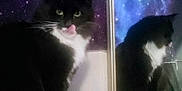 Bonnie joined the competition — help win amazing prizes! animal, background, black_and_white, cat, closeup, curious, cute, feline, fur, galaxy, indoor, mirror, night_sky, pet, reflection, sitting, space, stars, tongue_out, whiskers