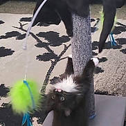 Bonnie joined the competition — help win amazing prizes! cat, black_cat, scratching_post, toy, fuzzy_toy, indoor, carpet, playful, pet, furniture, couch, animal, cute, fur, whiskers, claws, home, pet_toy, black_fur, white_fur