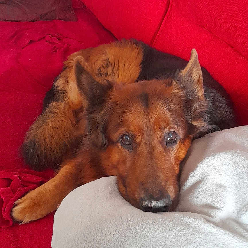 Shane is registered to the contest to win money with this photo: animal, architecture, blanket, building, canine, couch, cushion, dog, furniture, homedecor, hound, indoors, interiordesign, linen, livingroom, person, pet, puppy, room, sleeping