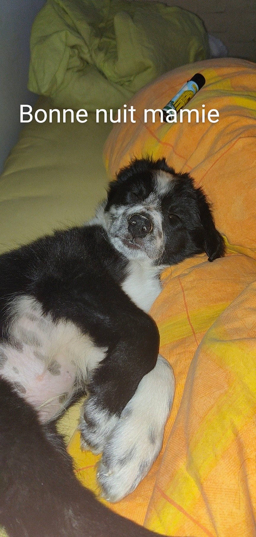 Tintin a rejoint le concours — aidez-le/la à gagner de superbes lots ! bored, canidae, carnivore, claw, companion_dog, dog, dog_breed, font, fur, non_sporting_group, paw, photo_caption, primate, puppy, snout, sporting_group, tail, terrestrial_animal, toy_dog