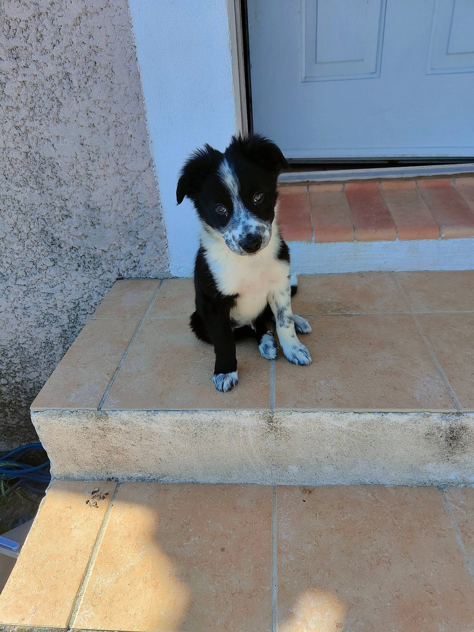 Tintin a rejoint le concours — aidez-le/la à gagner de superbes lots ! border_collie, canidae, carnivore, companion_dog, dog, dog_breed, dog_supply, door, fawn, flooring, fur, herding_dog, puppy, snout, sporting_group, street_dog, tail, whiskers, working_animal, working_dog