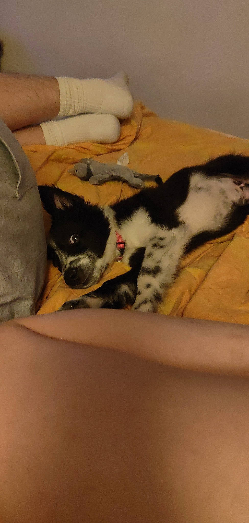 Tintin a rejoint le concours — aidez-le/la à gagner de superbes lots ! carnivore, cat, comfort, companion_dog, couch, dog_breed, domestic_short_haired_cat, duvet, felidae, fur, hardwood, human_leg, linens, mammal, paw, room, small_to_medium_sized_cats, sporting_group, terrestrial_animal, whiskers