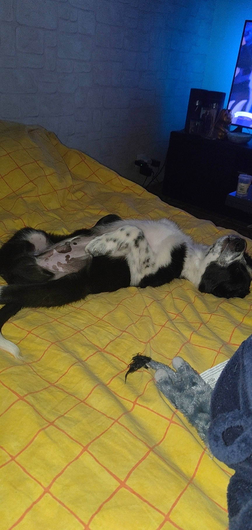 Tintin a rejoint le concours — aidez-le/la à gagner de superbes lots ! carnivore, comfort, companion_dog, dog, dog_breed, fawn, floor, flooring, fur, grey, guard_dog, hardwood, room, sporting_group, tail, television, terrestrial_animal, whiskers, wood, working_animal