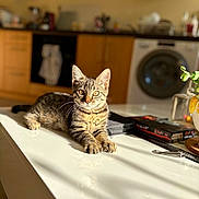 Spou a rejoint le concours — aidez-le/la à gagner de superbes lots ! cat, kitten, tabby, indoor, kitchen, counter, sunlight, shadow, furniture, appliance, washing_machine, book, plant, home, pet, animal, domestic, relaxing, feline, cute