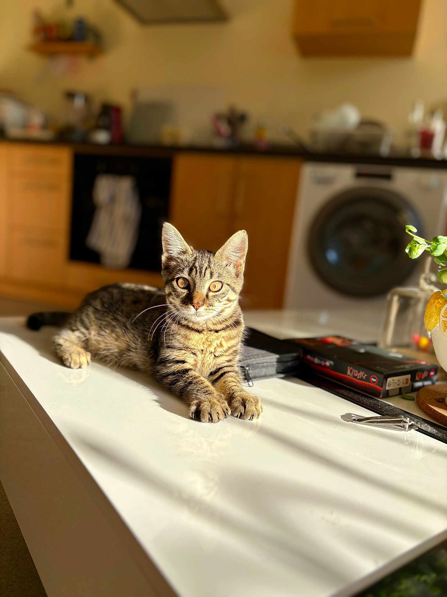 Spou a rejoint le concours — aidez-le/la à gagner de superbes lots ! cat, kitten, tabby, indoor, kitchen, counter, sunlight, shadow, furniture, appliance, washing_machine, book, plant, home, pet, animal, domestic, relaxing, feline, cute