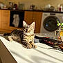Spou participe au concours pour gagner de l'argent avec cette photo : cat, kitten, tabby, indoor, kitchen, counter, sunlight, shadow, furniture, appliance, washing_machine, book, plant, home, pet, animal, domestic, relaxing, feline, cute