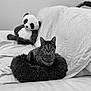 Spou participe au concours pour gagner de l'argent avec cette photo : cat, tabby_cat, stuffed_animal, panda, pet_bed, couch, leather, blanket, indoor, animal, furniture, sitting, fur, relaxed, cozy, home, black_and_white, cute, alert, toy