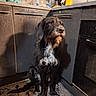 dog, kitchen, rug, cabinet, black_and_white, pet, floor, appliance, countertop, kettle, domestic, indoor, fur, sitting, animal, beard, ears, tile_floor, shadow, quiet