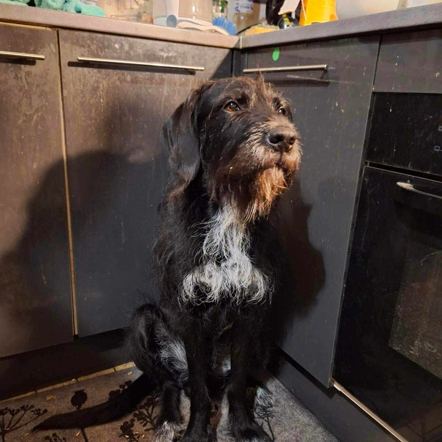 Ramses'S participe au concours pour gagner de l'argent avec cette photo : dog, kitchen, rug, cabinet, black_and_white, pet, floor, appliance, countertop, kettle, domestic, indoor, fur, sitting, animal, beard, ears, tile_floor, shadow, quiet