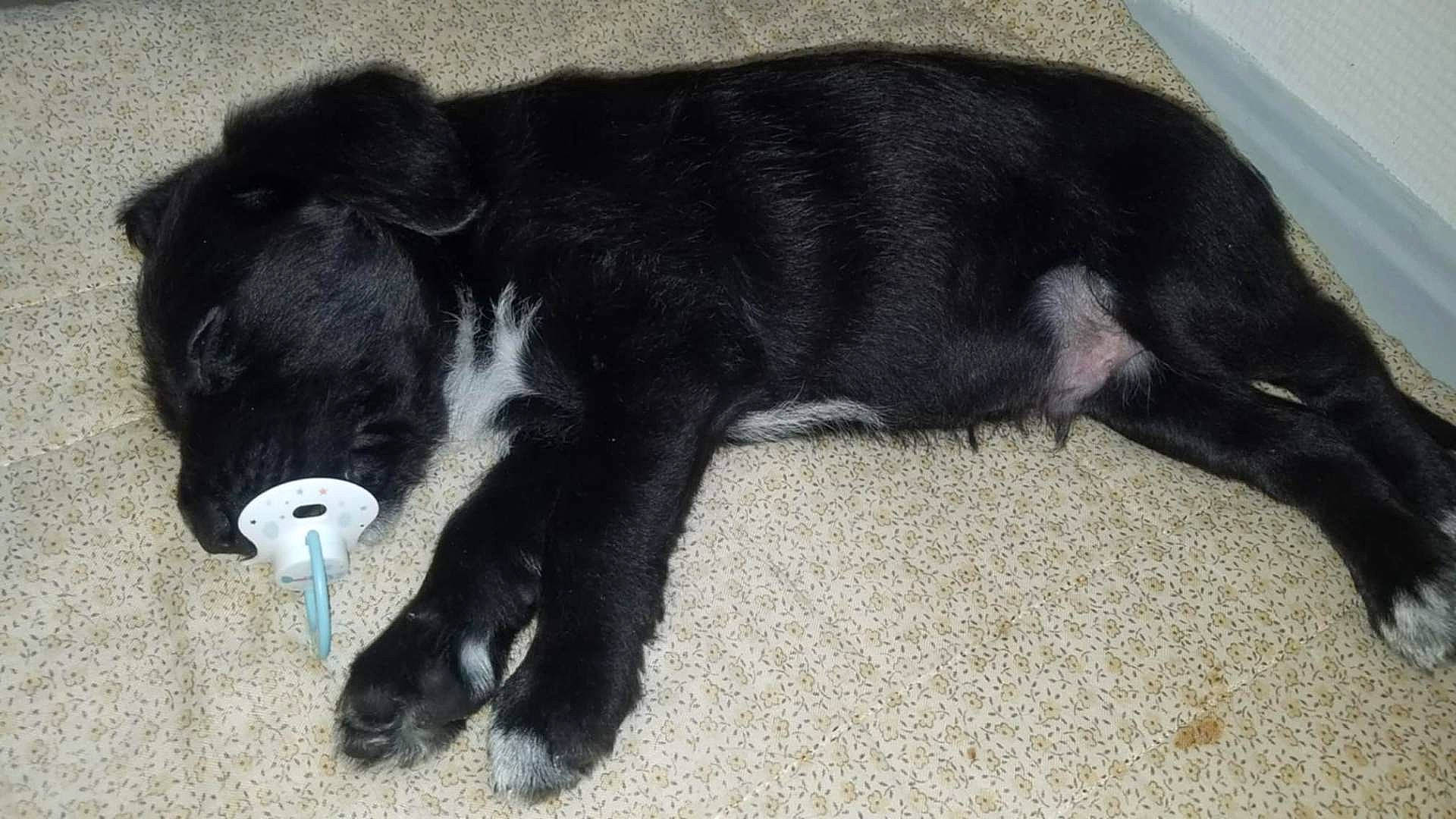 Ramses'S a rejoint le concours — aidez-le/la à gagner de superbes lots ! adorable, animal, black_dog, companion, cozy, cute, domestic_animal, floor, fur, indoor, lying_down, pacifier, pet, puppy, quiet, relaxed, resting, sleeping, small_dog, young_dog