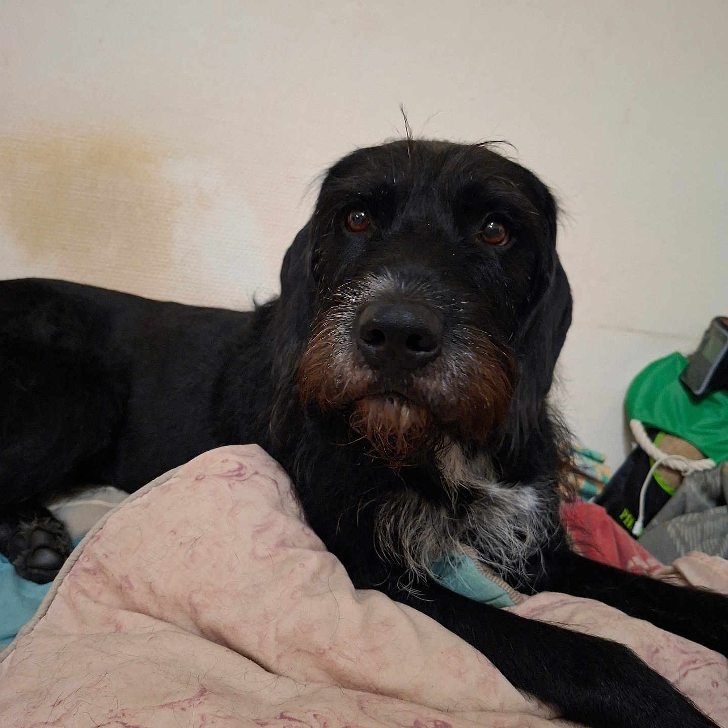 Ramses S participe au concours pour gagner de l'argent avec cette photo : dog, black_dog, pet, indoor, blanket, resting, scruffy, beard, brown_eyes, close_up, face, fur, lying_down, cozy, domestic, muzzle, snout, nostrils, ears, quiet