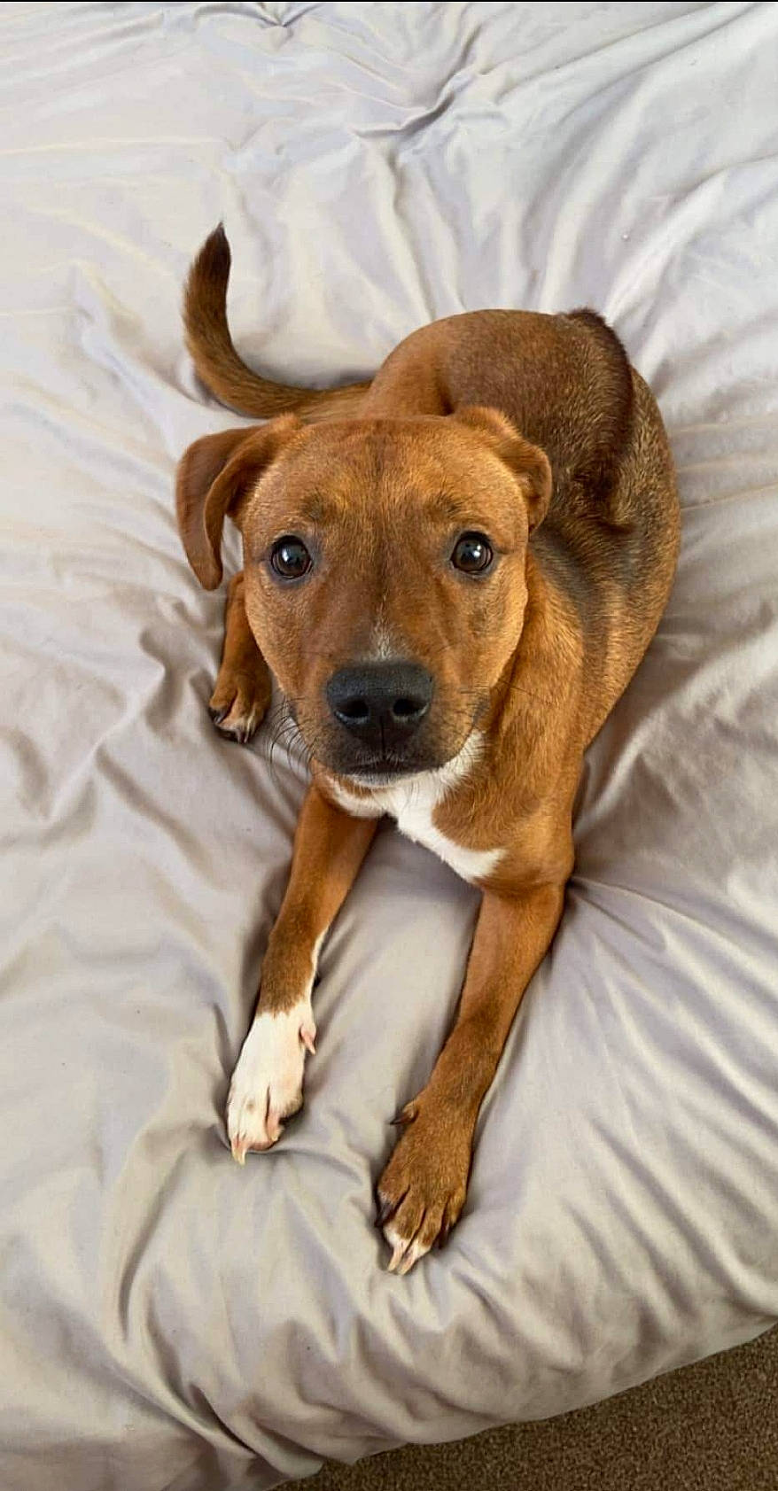 Lola joined the competition — help win amazing prizes! canidae, carnivore, companion_dog, dog, dog_breed, ear, eye, fawn, fur, hound, hunting_dog, liver, paw, snout, sporting_group, terrestrial_animal, whiskers, wood, working_animal