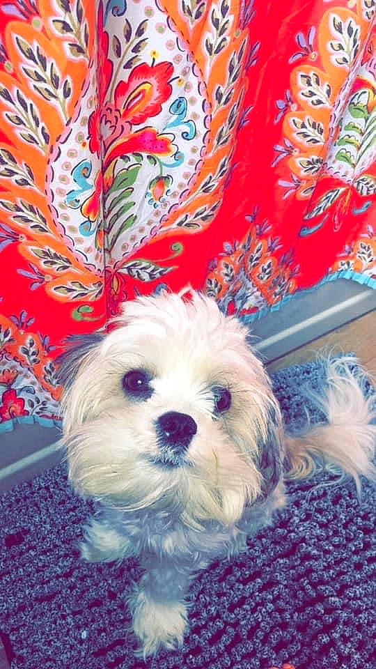 Gator is registered to the contest to win money with this photo: art, canidae, carnivore, companion_dog, dog, dog_breed, dog_supply, electric_blue, event, fur, pattern, petal, plant, small_terrier, snout, sporting_group, terrier, toy_dog, water_dog, working_animal