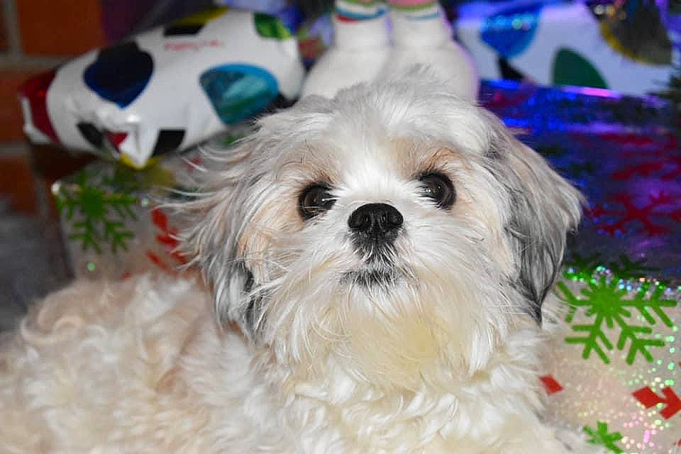 Gator joined the competition — help win amazing prizes! ball, canidae, carnivore, companion_dog, dog, dog_breed, dog_supply, fur, non_sporting_group, pattern, plant, puppy_love, shih_tzu, small_terrier, snout, sporting_group, terrier, toy_dog, working_animal, yorkipoo