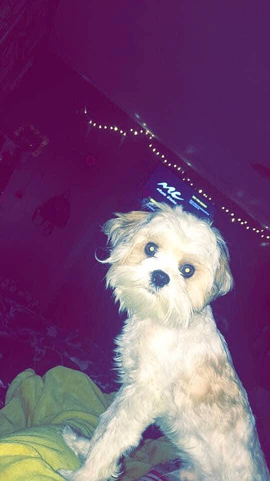 Gator is registered to the contest to win money with this photo: canidae, carnivore, cloud, companion_dog, dog, dog_breed, electric_blue, fur, labradoodle, maltepoo, non_sporting_group, poodle_crossbreed, puppy_love, small_terrier, snout, sporting_group, sunglasses, terrier, toy_dog, water_dog