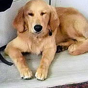 Winston is registered to the contest to win money with this photo: dog, golden_retriever, puppy, lying_down, floor, indoor, pet, canine, light_color, fur, animal, relaxed, young_dog, cute, domestic_animal, paw, nose, ears, resting, companion