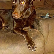 Ruby is registered to the contest to win money with this photo: dog, brown_dog, couch, furniture, indoor, pet, animal, living_room, relaxed, paw, ear, flash_reflection, seat, domestic_animal, companion, brown, canine, resting, alert, household