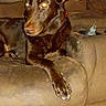 alert, animal, brown, brown_dog, canine, companion, couch, dog, domestic_animal, ear, flash_reflection, furniture, household, indoor, living_room, paw, pet, relaxed, resting, seat