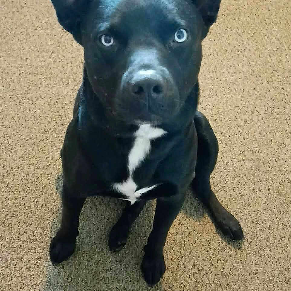 Midnight is registered to the contest to win money with this photo: alert, animal, bed, black_dog, blanket, blue_eyes, canine, carpet, companion, curious, cute, dog, domestic, ears_up, fur, indoor, looking_up, pet, plaid, sitting