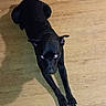 Midnight is registered to the contest to win money with this photo: animal, black_dog, canine, companion, cute, dog, domestic_animal, ears, floor, fur, home, house, indoor, looking_up, mammal, paw, pet, shadow, stretching, wood_floor